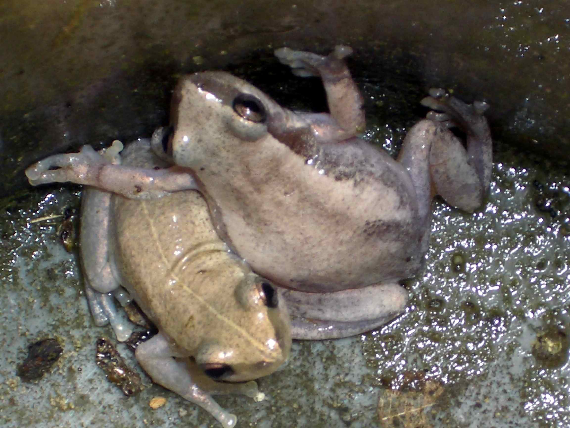 Supporting Desert Amphibian Conservation (Image Credits: Wikimedia)