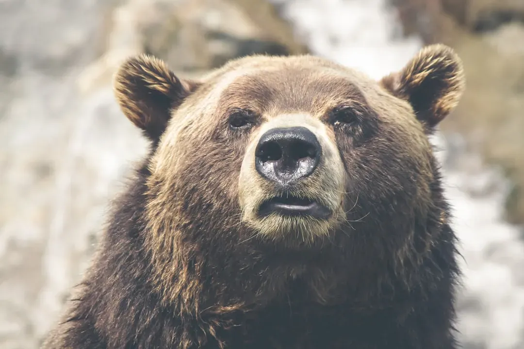 The Moment of Detection: When You First Enter the Bear’s Awareness (Image Credits: Unsplash)
