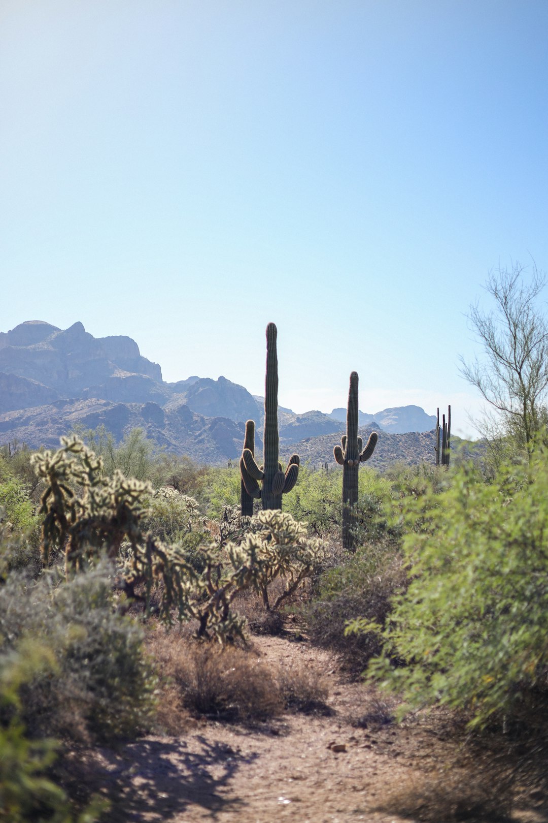 Gemini: Desert Variety and Exploration (Image Credits: Unsplash)