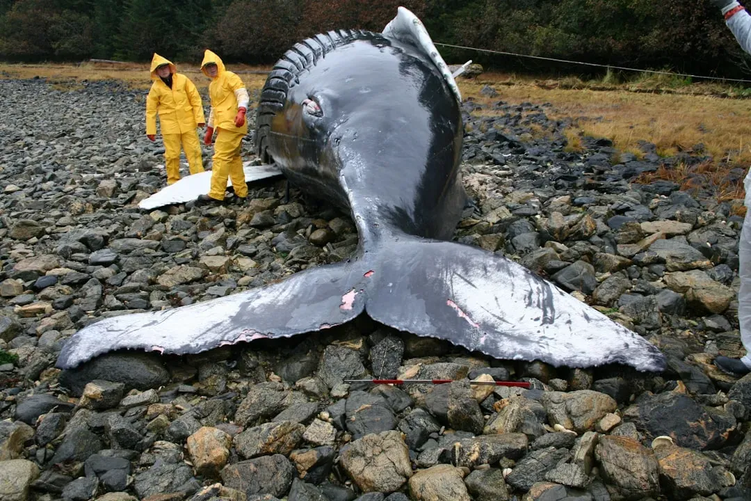 8. Sudden Mass Animal Strandings: Whales, Birds, and the Unseen Triggers (Image Credits: Unsplash)