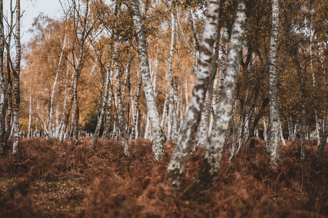 The Discovery That Changed Everything (Image Credits: Unsplash)