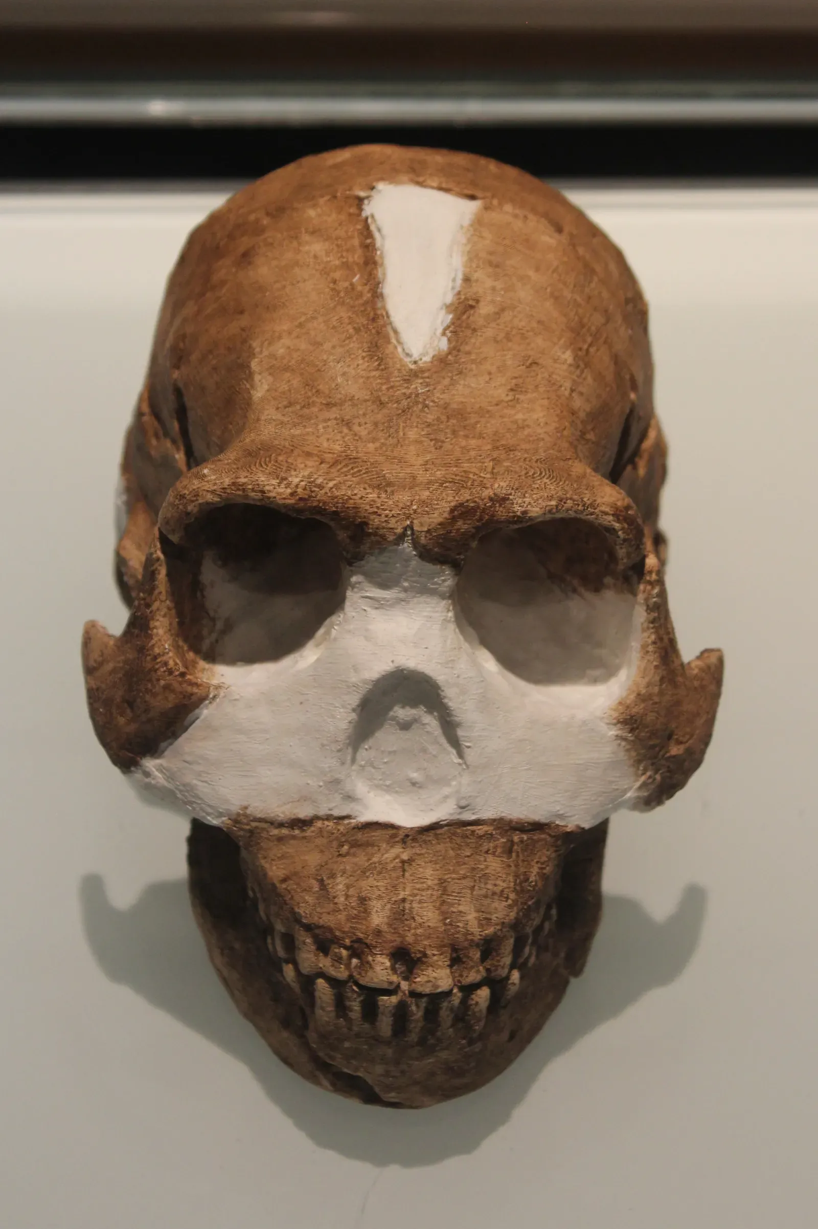 #3 - A Chimp-Sized Brain May Have Buried Its Dead (By Martinvl, CC BY-SA 4.0)