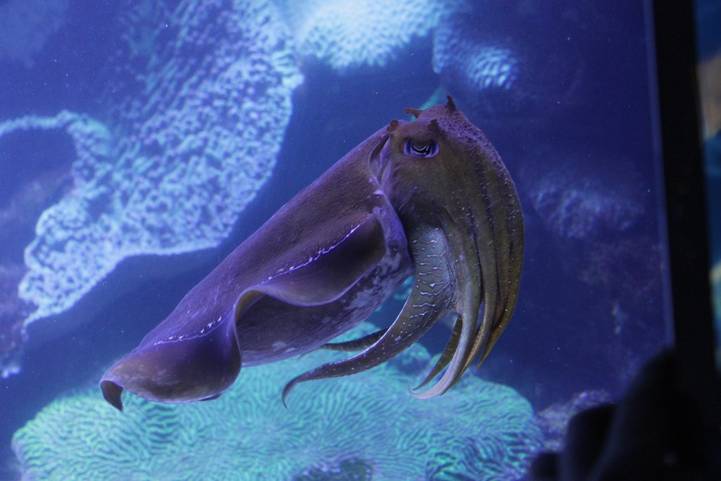 Gemini (May 21 - June 20): The Clever Cuttlefish (Image Credits: Flickr)