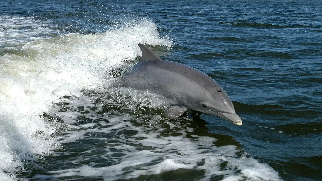 They Use the Boat’s Wake Like an Ocean Treadmill (Image Credits: Pixabay)
