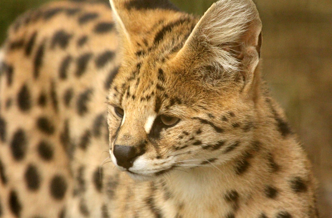 Savannah Cats - Bridging Wild and Domestic (Image Credits: Pixabay)