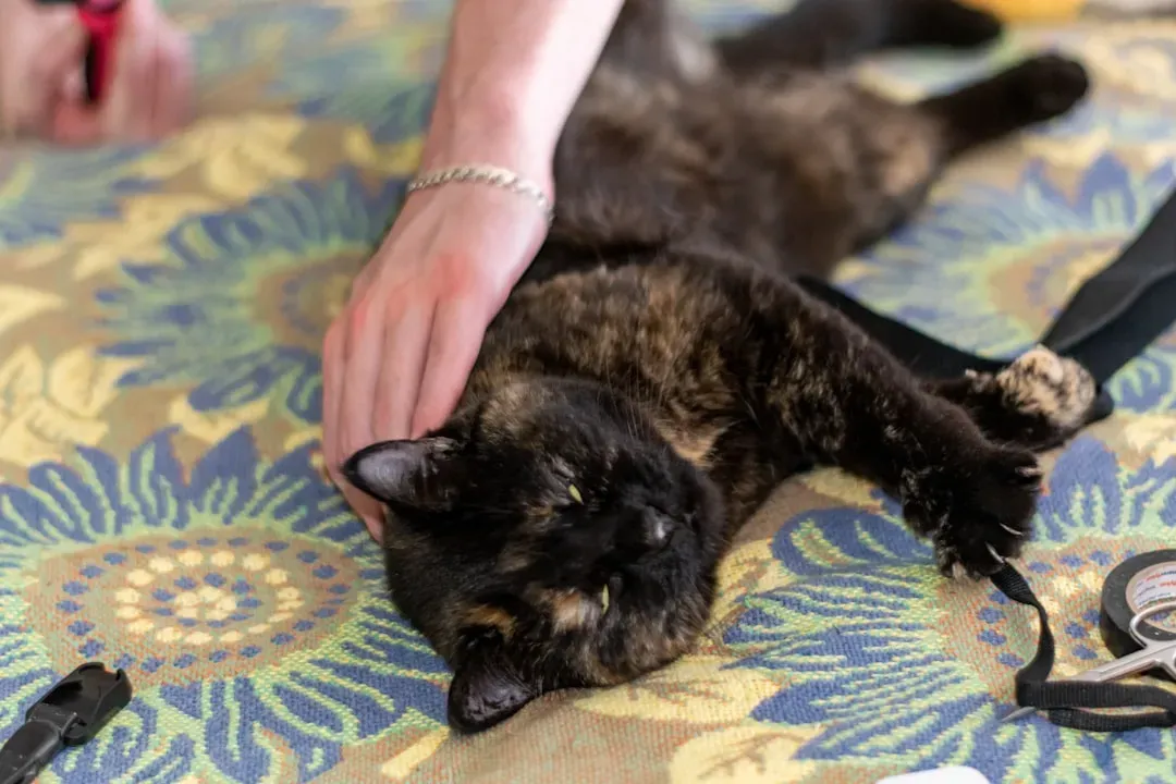 The Quiet Language of Feline Proximity (Image Credits: Unsplash)