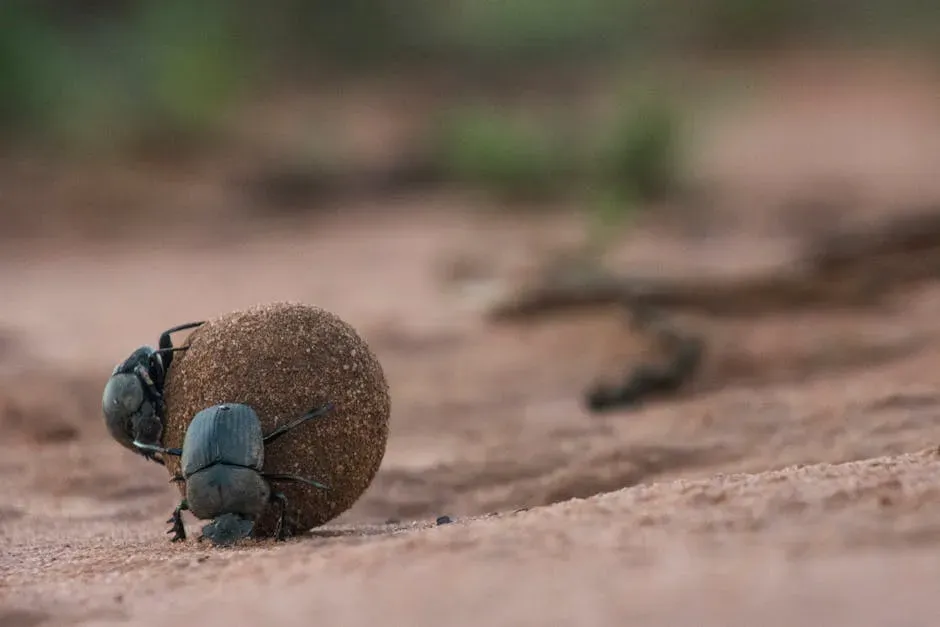 Dung Beetles That Roll Straight Using The Milky Way (Image Credits: Pexels)