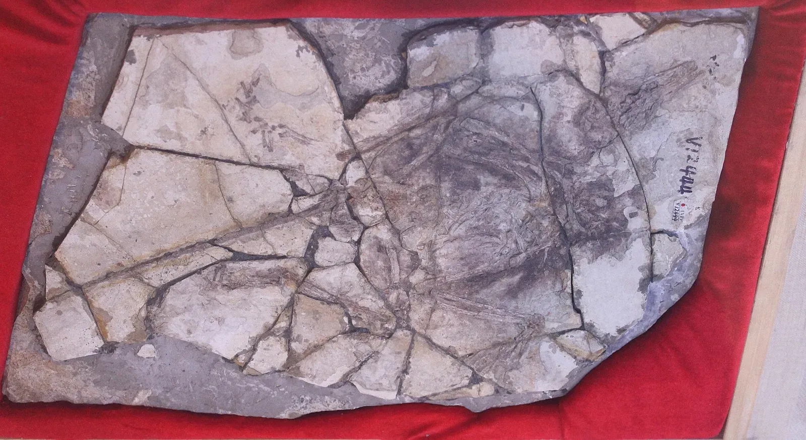 The Archaeoraptor Fossil: A Frankenstein Dinosaur-Bird (Image Credits: Wikimedia)