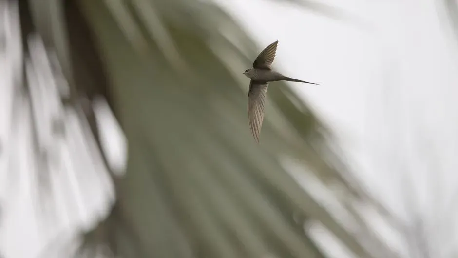 Conclusion: Speed, Stories, and the Birds You Overlook (Image Credits: Pexels)