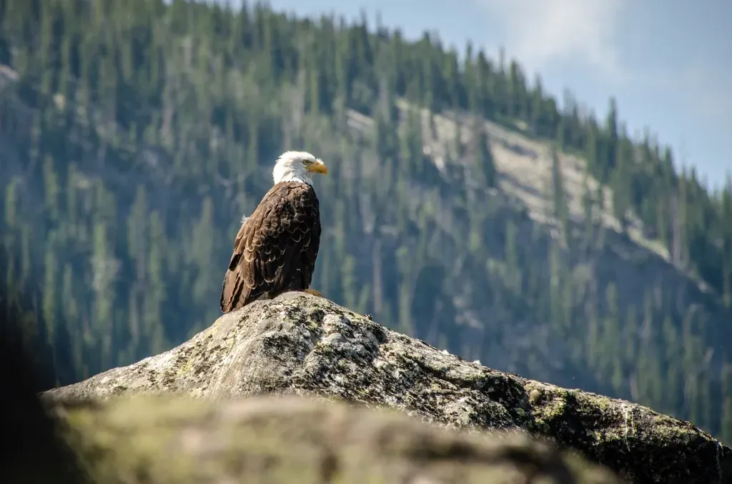 Libra – The Bald Eagle (Image Credits: Rawpixel)