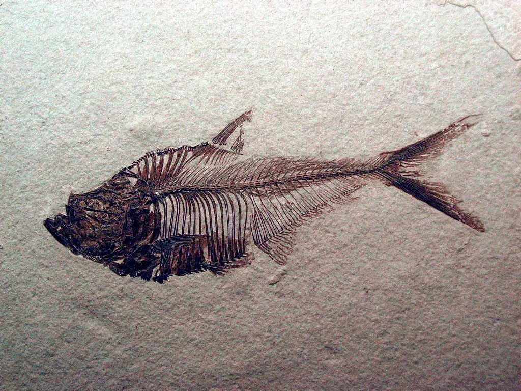 3. The Smithsonian Fossil Marked "Location Unknown" (Unhindered by Talent, Flickr, CC BY-SA 2.0)