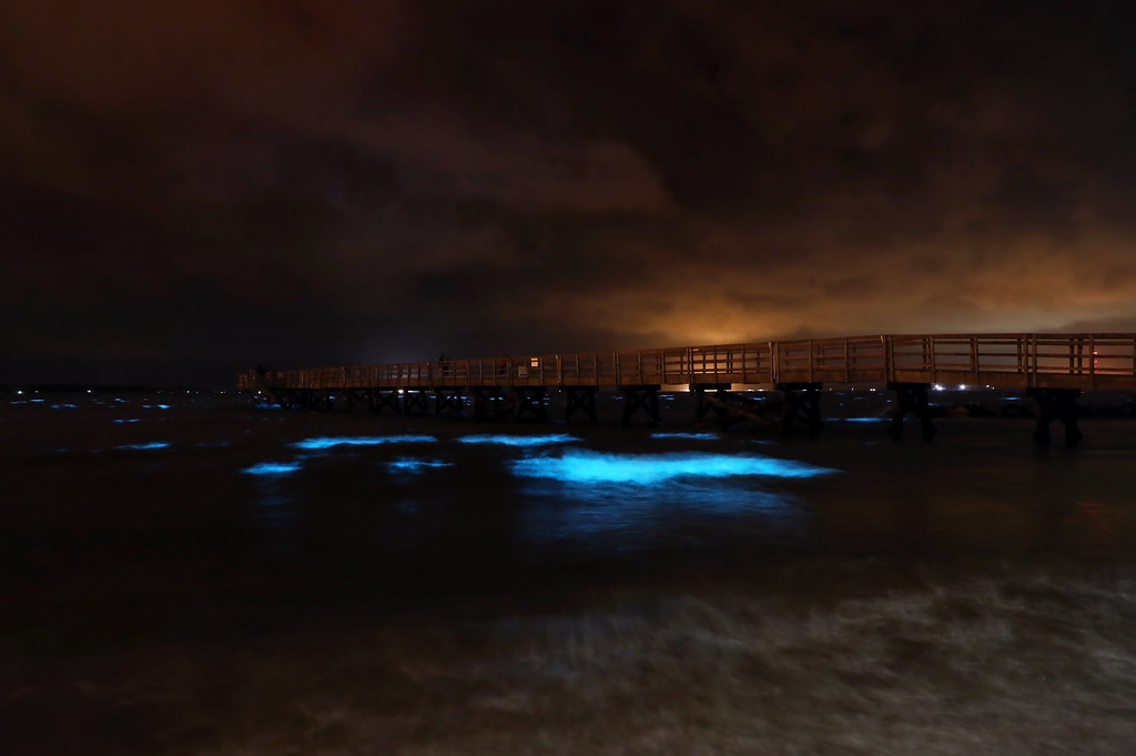 Pisces: The Dreamy Bioluminescent Plankton (Image Credits: Flickr)
