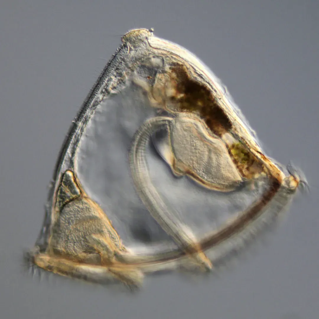 #6 A Bryozoan Larva Known from One Drawing in a Classic Study (By Gvondassow, CC BY-SA 4.0)