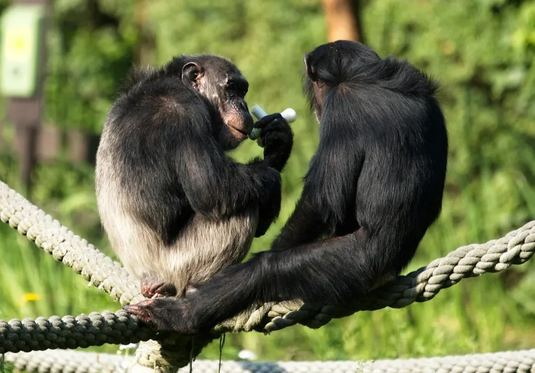 Chimps and Monkeys: From Prey to Playmates (Image Credits: Unsplash)