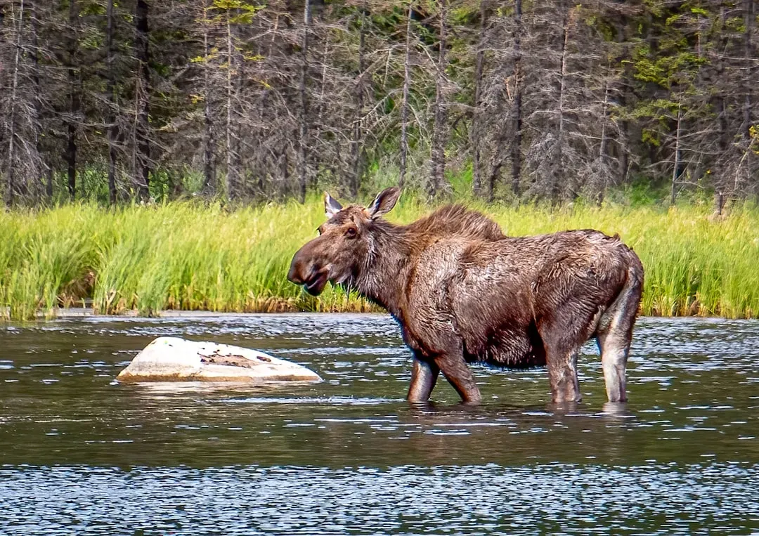 The Science: Do Bear Culls Really Boost Moose and Caribou? (Image Credits: Unsplash)