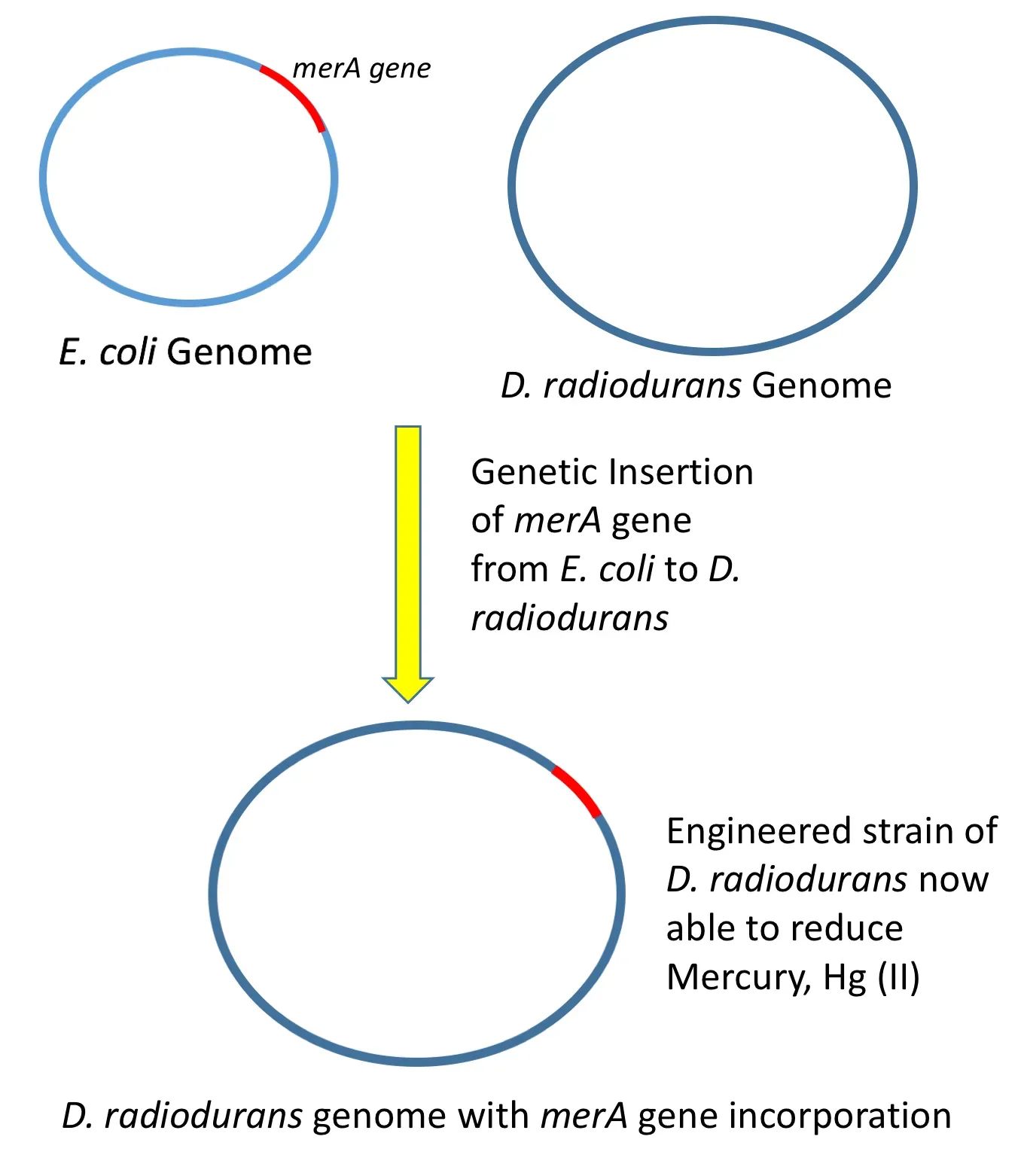From Ancient Tools to Modern Genetic Engineering (Image Credits: Wikimedia)