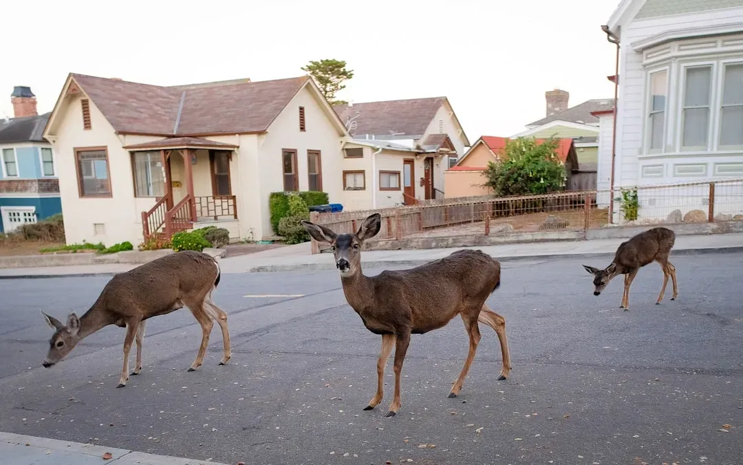 Safety for You and the Deer When They Linger Near the House (Image Credits: Unsplash)