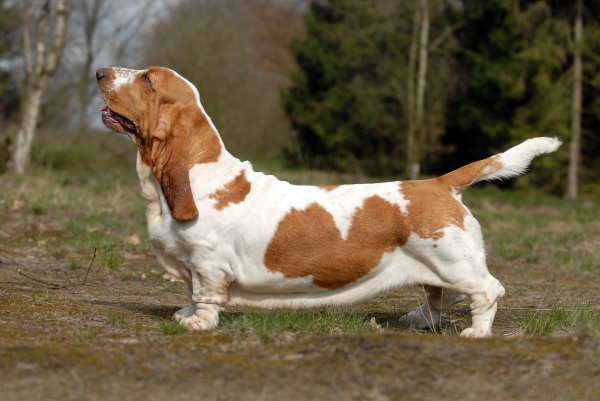 The Grounded Traditionalist: Basset Hound (Image Credits: Wikimedia)