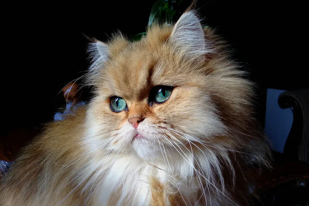 Libra: The Persian – Your Glamorous, Peace-Loving Muse (Franco Vannini, Flickr, CC BY 2.0)