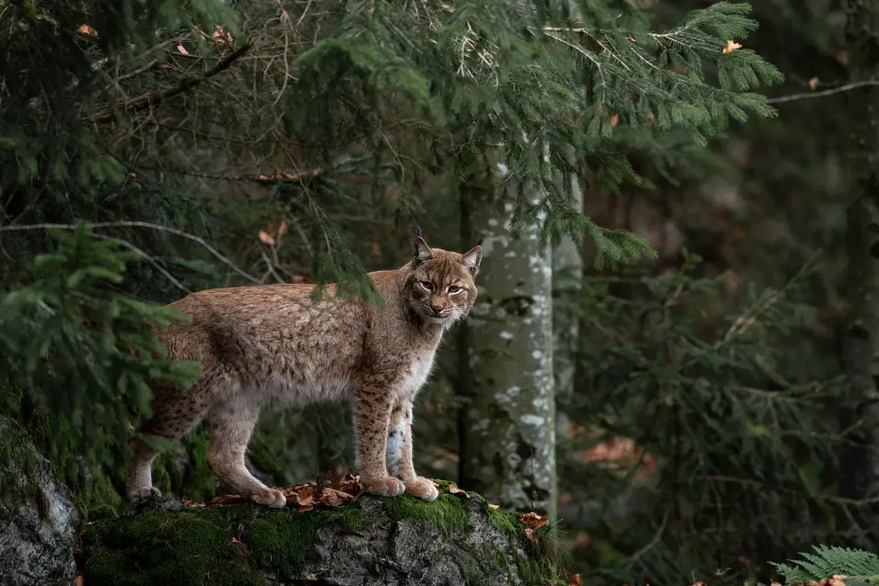 7. Bobcats Can Completely Disappear Only a Few Steps Away (Image Credits: Pixabay)