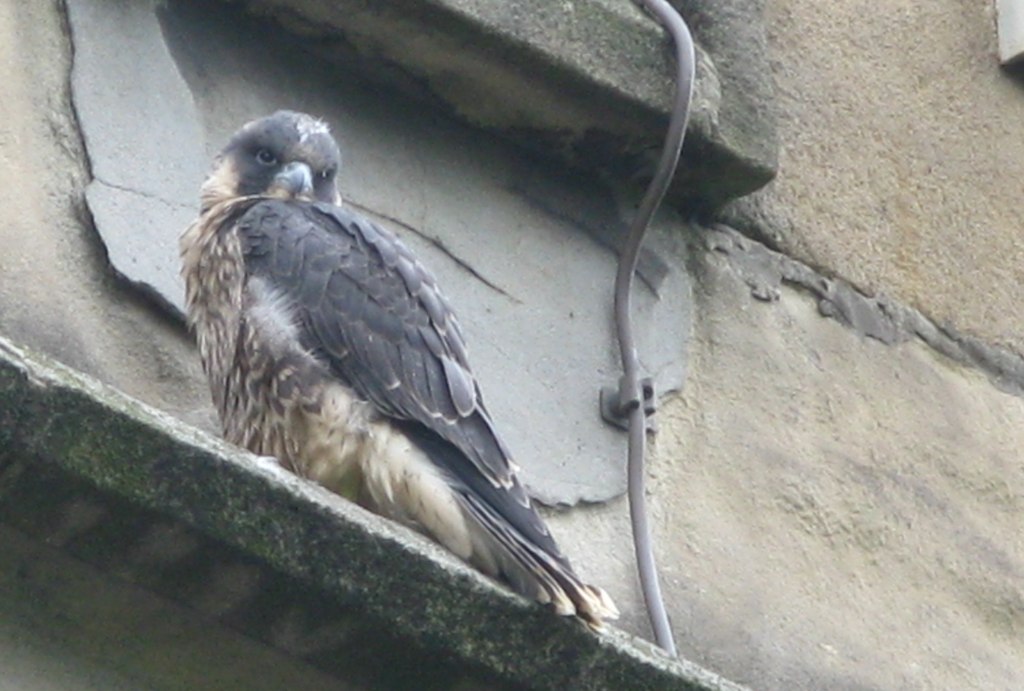 New York City: The Urban Falcon Capital (Image Credits: Wikimedia)