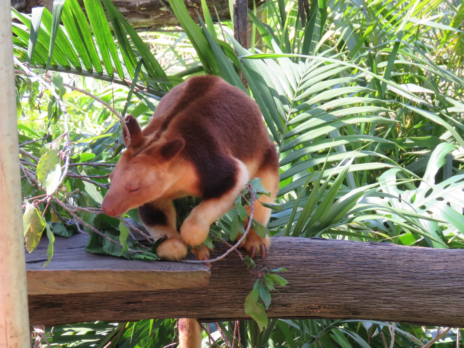 #11 - The Dingiso: A "Teddy Bear" Kangaroo From One Hunter's Trophy (By Calistemon, CC BY-SA 4.0)