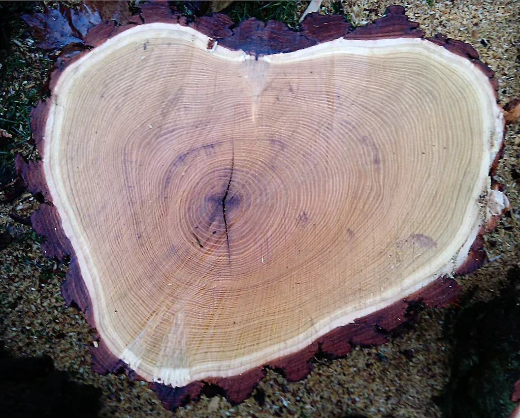 Ancient Trees and the Fingerprint of Human-Caused Climate Change (Image Credits: Flickr)