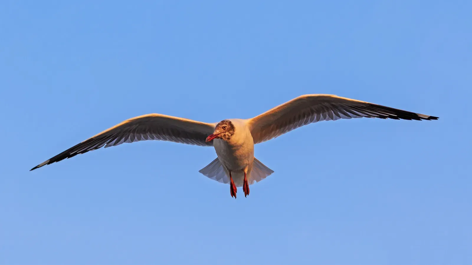 5. Some Birds Can Sleep While Flying (Image Credits: Wikimedia)