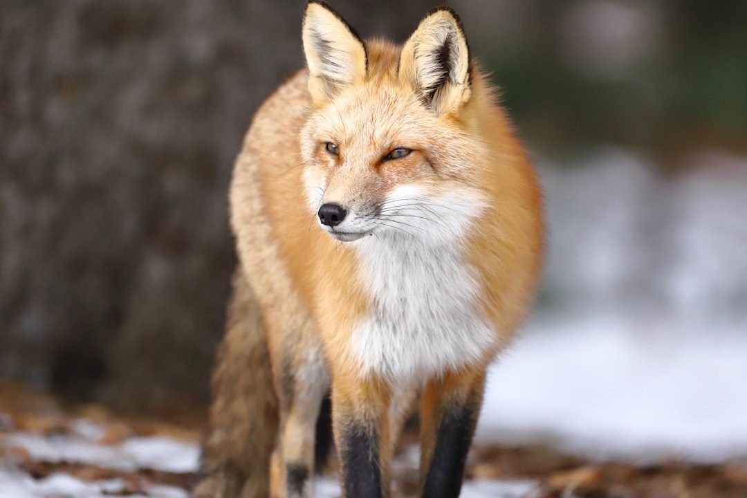 The Fox: Trickster and Wise Guide (Image Credits: Unsplash)