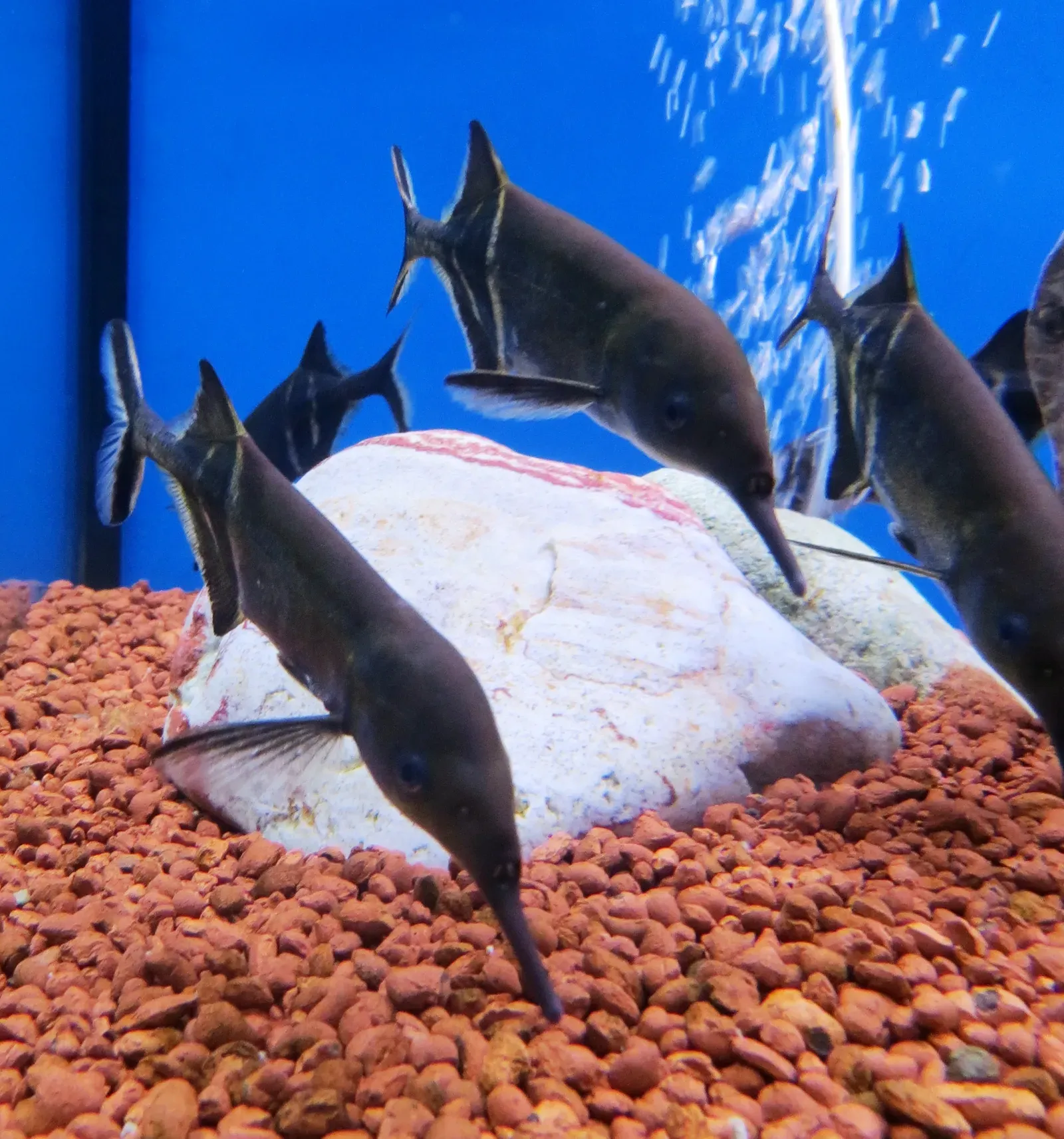 10. Elephantnose Fish – Tiny Brain, Huge Electric Talent (Image Credits: Wikimedia)