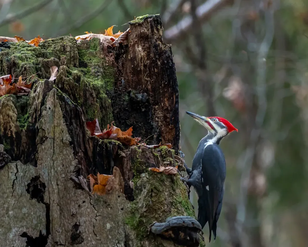 Listening Differently to the Next Woodpecker You Hear (Image Credits: Unsplash)