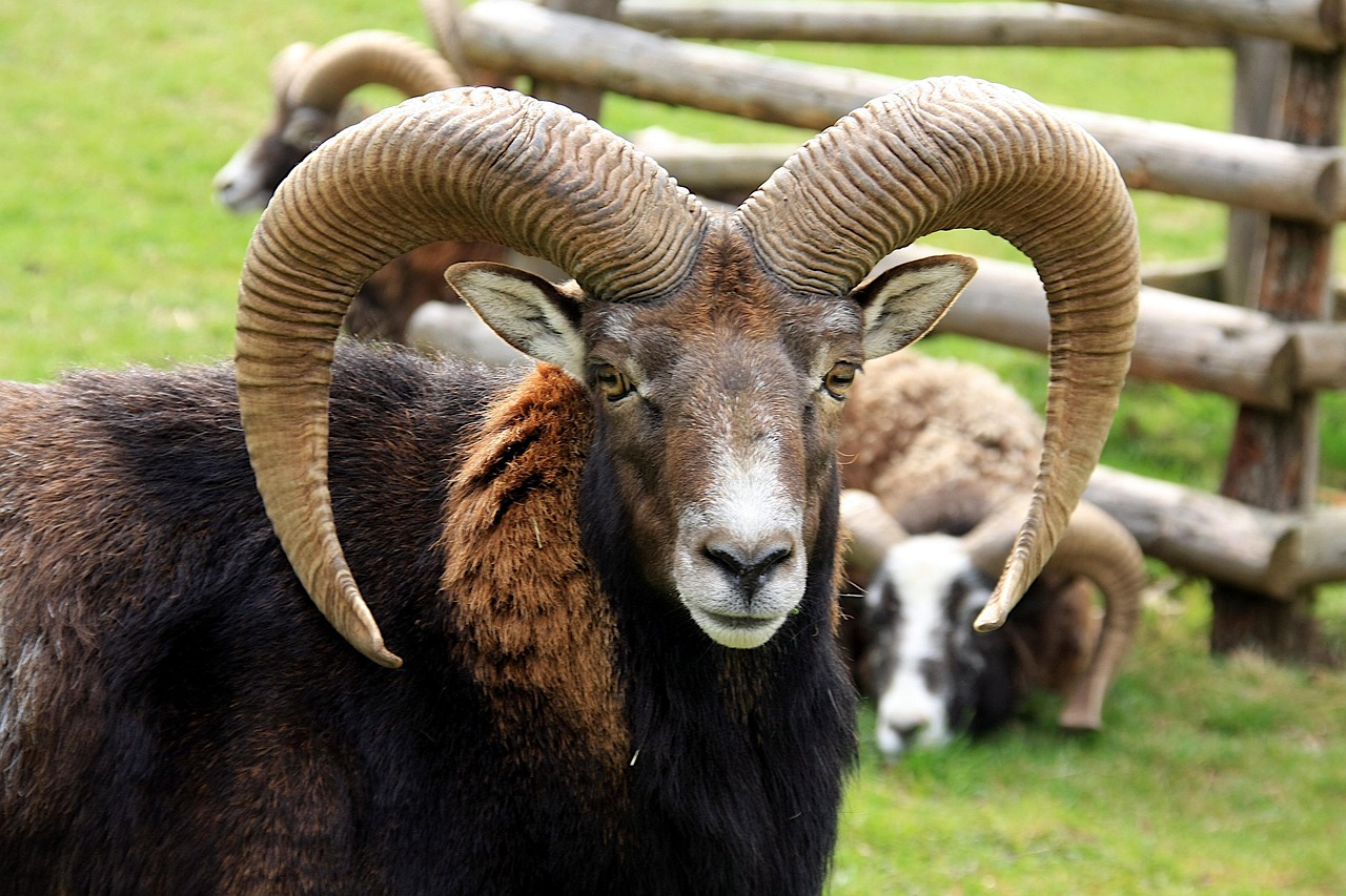 Aries: The Fearless Warrior (Image Credits: Pixabay)