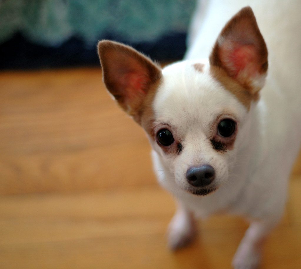 1. Chihuahua (Image Credits: Flickr)