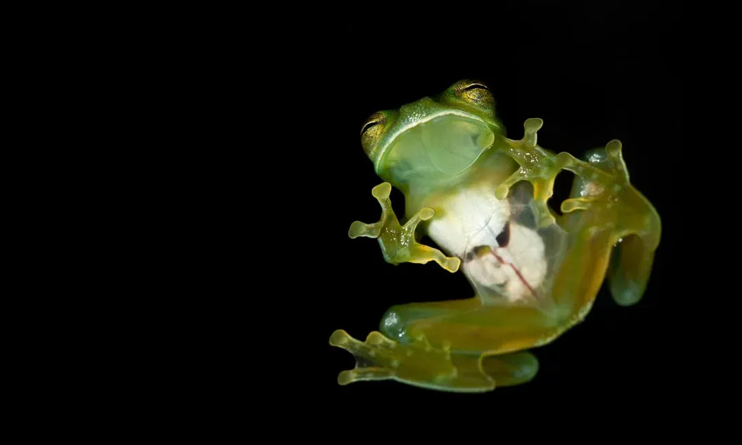 The Glass Frog With a See‑Through Belly (Image Credits: Unsplash)