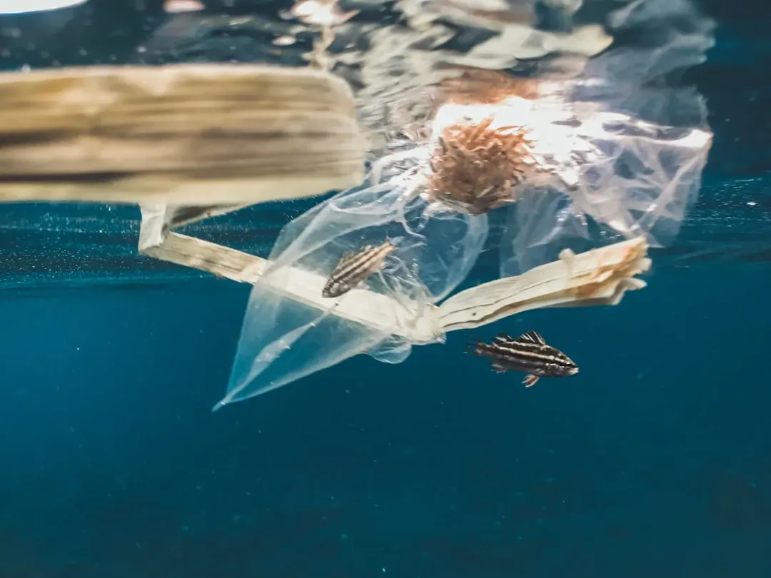 #9 The Origin Of Sargasso Sea Garbage Clusters (Image Credits: Unsplash)