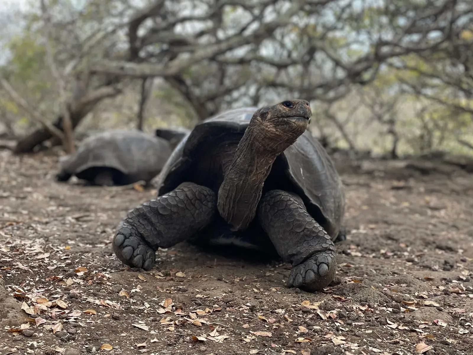The Galápagos Tortoise: A Near Miss in Slow Motion (By Bex-Lemon, CC BY-SA 4.0)
