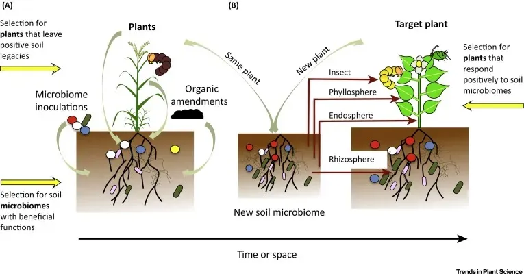 Soil Microbes: The Underground Economy Beneath Your Feet (By Zebragurl4, CC BY-SA 4.0)