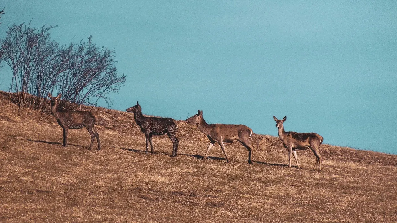 Why Animal Navigation Still Stuns Scientists (Image Credits: Pixabay)