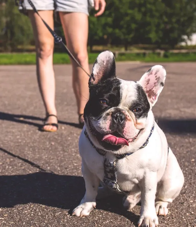 Conclusion: Listening to the Story Your Dog Is Telling (Image Credits: Flickr)