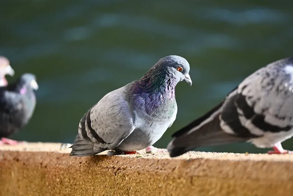 2. Taurus – Doves and Pigeons: Signs of Stability Shifting (Image Credits: Pexels)