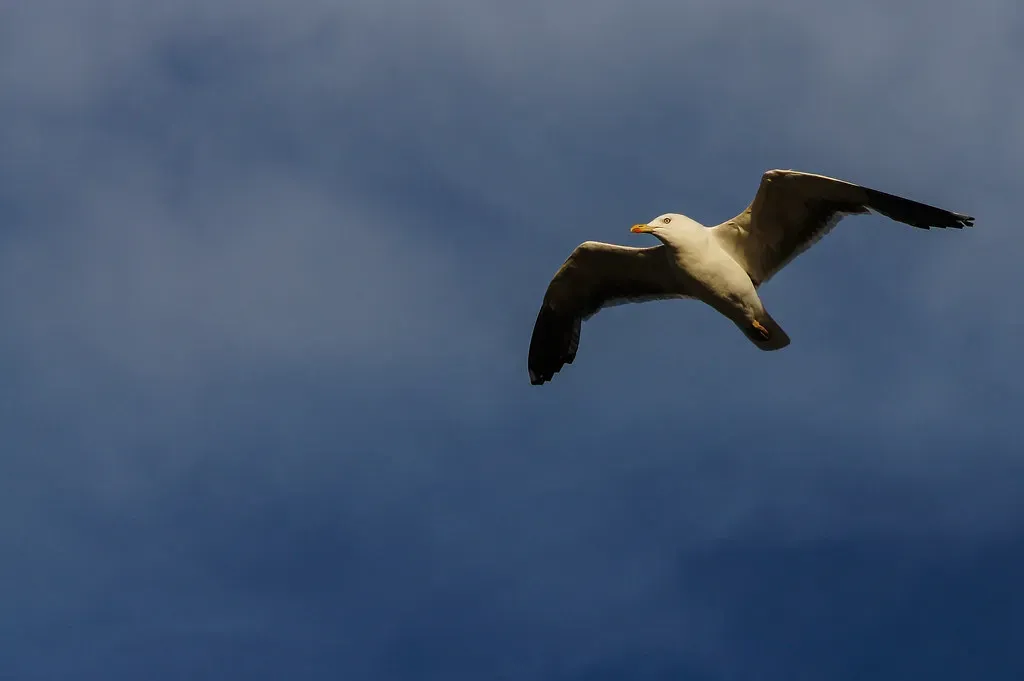 Birds, Animals, And Human Soundscapes At Sea (Image Credits: Flickr)
