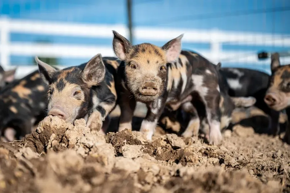 How Play Changes the Way You See Animal Intelligence (Image Credits: Pexels)