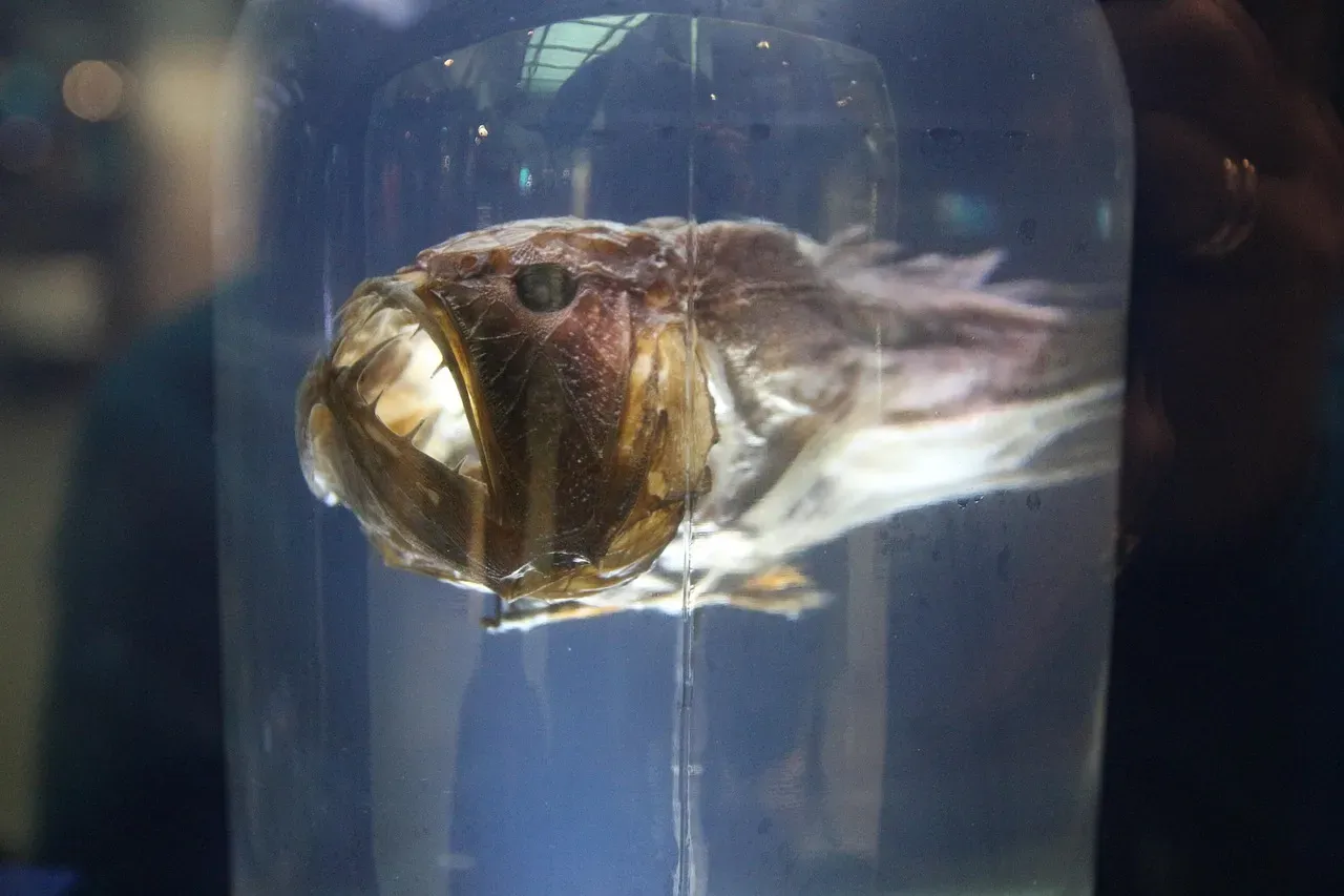 3. Anglerfish: A Hook, A Lantern, And An Ambush Mouth (Image Credits: Pixabay)