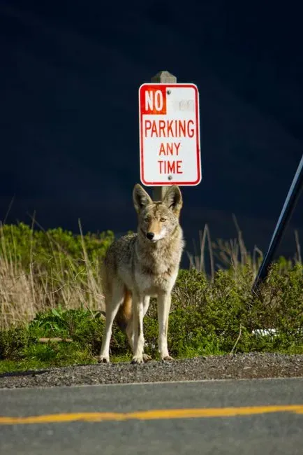 Night Life: Coyotes Shift Their Schedule Around Us (Image Credits: Pexels)