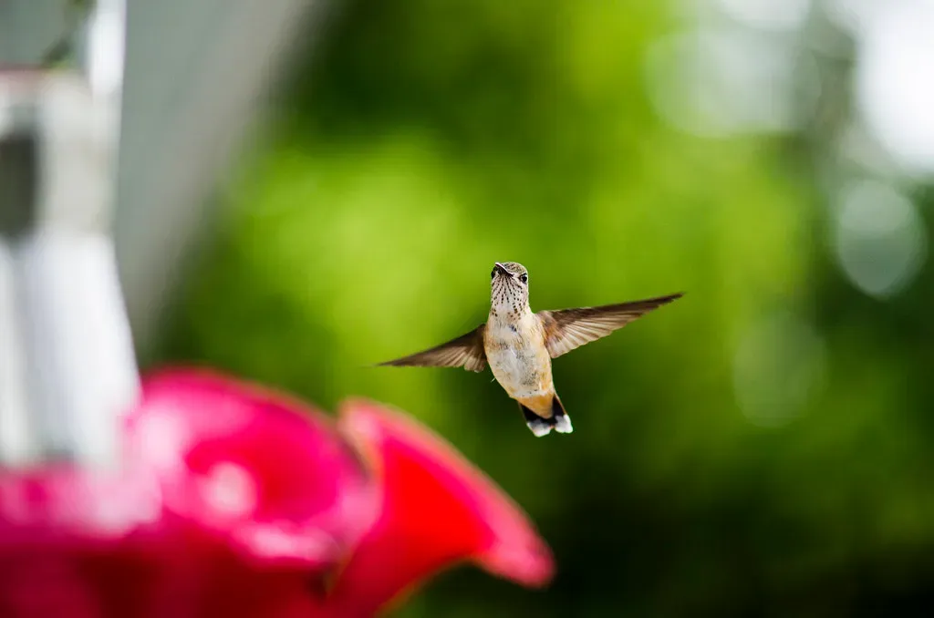 #11 - Flying Backwards, Sideways, and Upside Down, Instantly (KSI Photography, Flickr, CC BY 2.0)