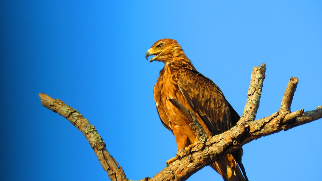 Habitat Protection and Management (Image Credits: Unsplash)