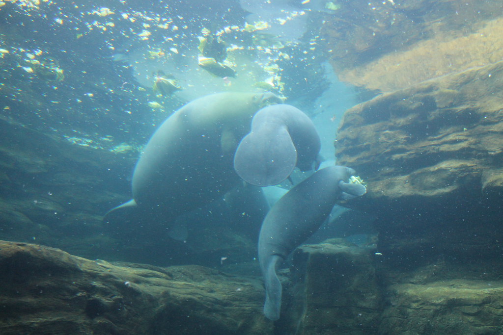 Migration Patterns: New Routes for New Times (Image Credits: Flickr)