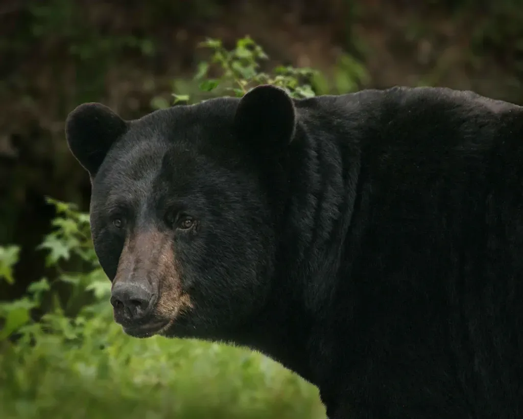 New York: More Bears Than You Might Expect (Image Credits: Rawpixel)
