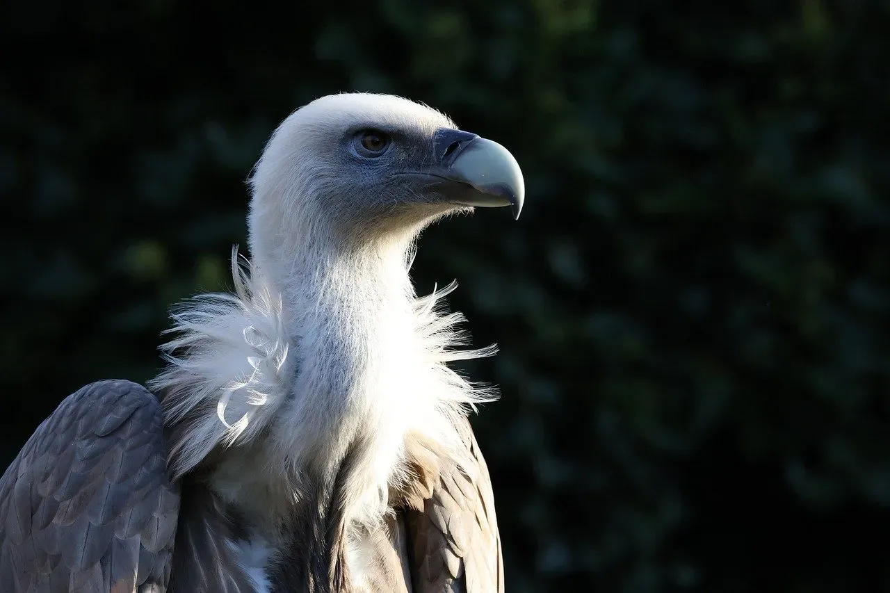 10. You’re Looking At A Living Symbol Of Life, Death, And Wild Openness (Image Credits: Pixabay)
