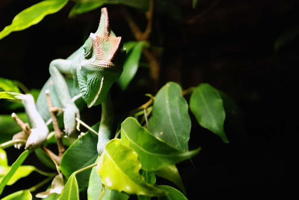 Conclusion: Nature’s Greatest Magic Trick Is Disappearing (Image Credits: Rawpixel)